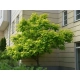 CATALPA KATALPA Surmia odporna mróz - sadzonki 60 / 80 cm